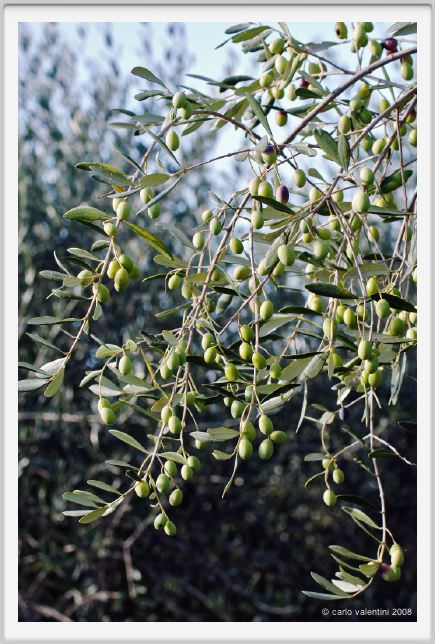 tenuta_di_arceno1451