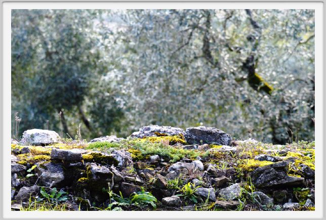 tenuta_di_arceno1454