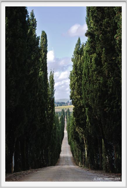 tenuta_di_arceno1462