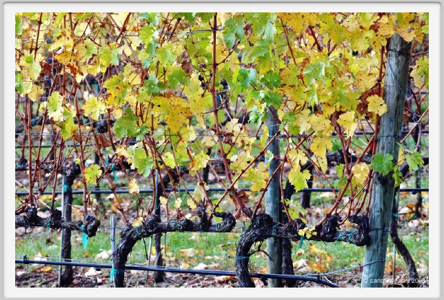 tenuta_di_arceno1466