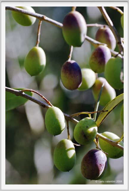 tenuta_di_arceno1346