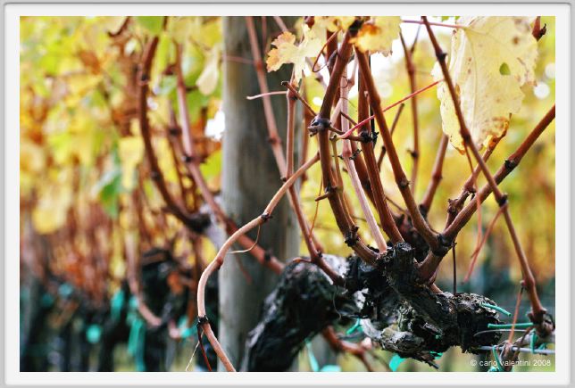 tenuta_di_arceno1472