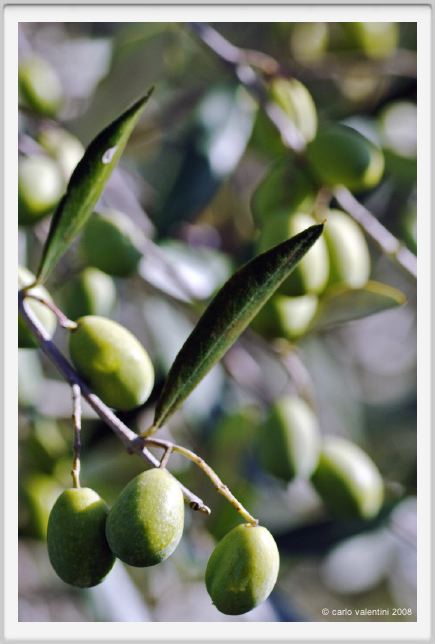 tenuta_di_arceno1347