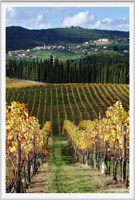 tenuta_di_arceno1497