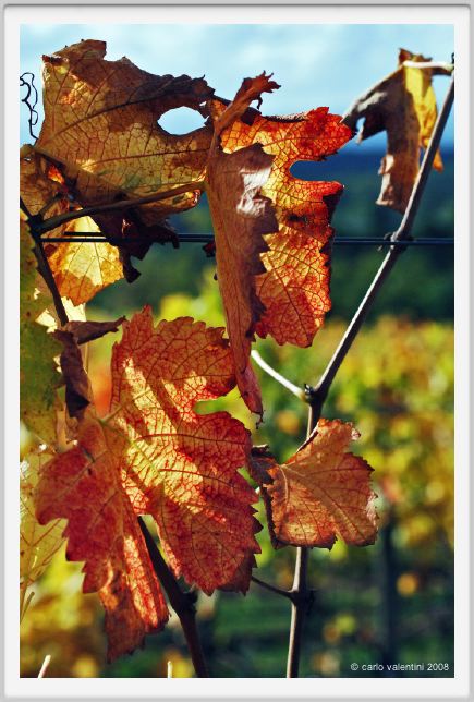 tenuta_di_arceno1500