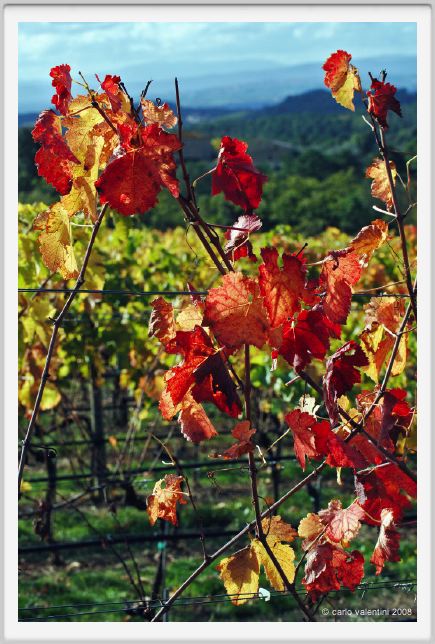 tenuta_di_arceno1501