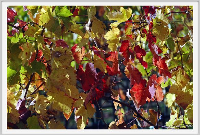 tenuta_di_arceno1503