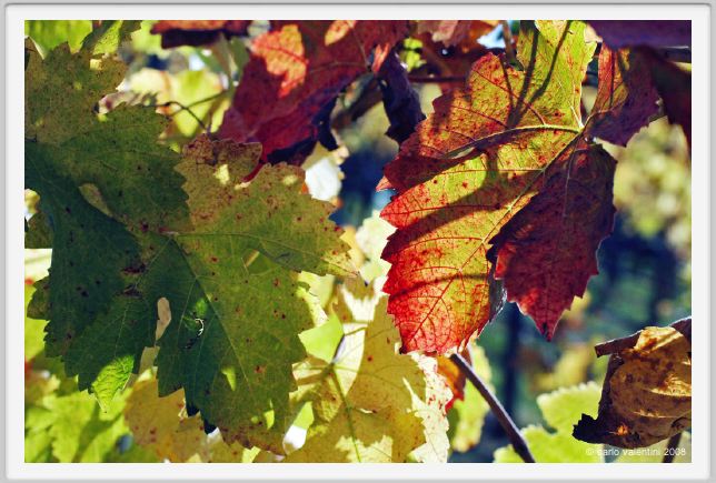 tenuta_di_arceno1504