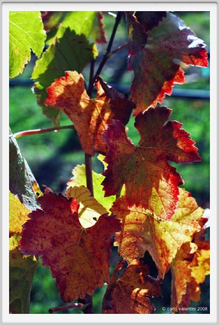 tenuta_di_arceno1505