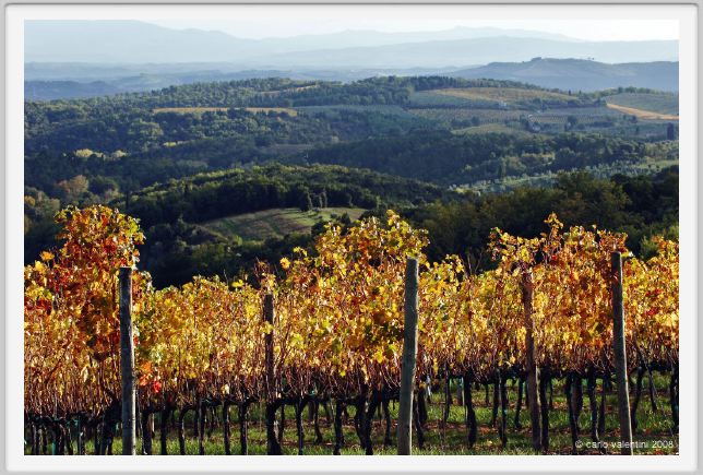 tenuta_di_arceno1514