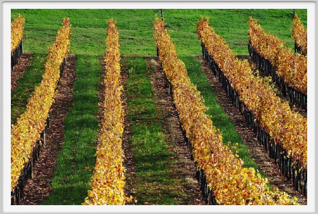 tenuta_di_arceno1516