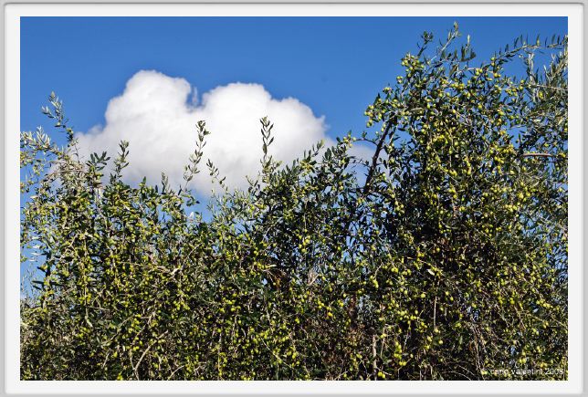 tenuta_di_arceno1522