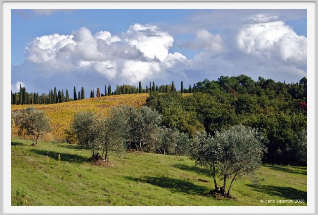 tenuta_di_arceno1525