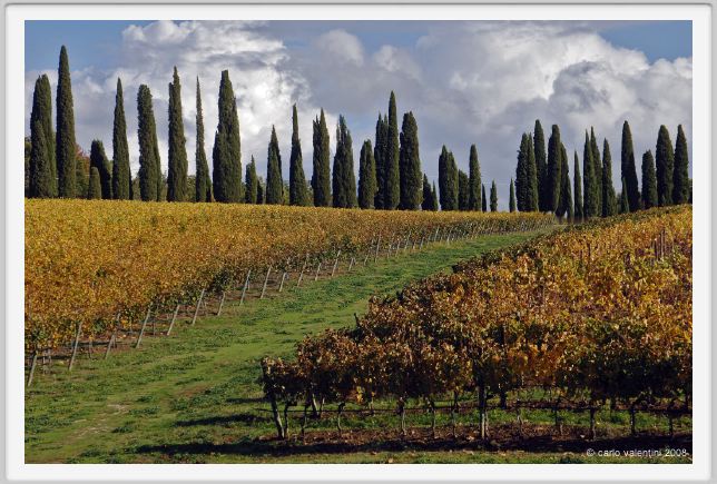 tenuta_di_arceno1526