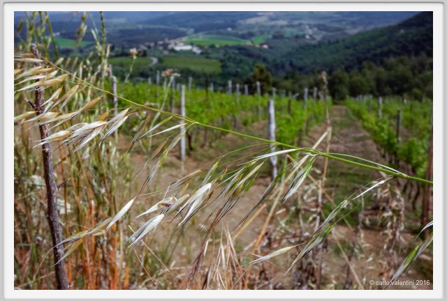 tenuta_di_arceno1338