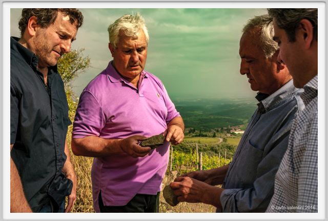 tenuta_di_arceno1371