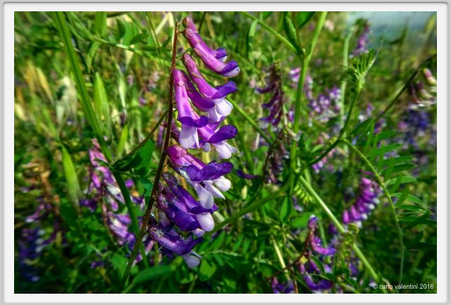 tenuta_di_arceno1340