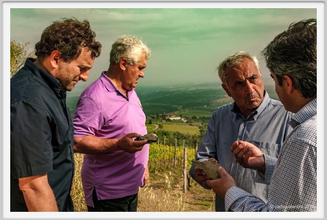 tenuta_di_arceno1383