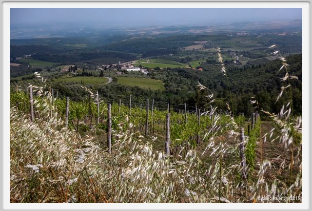 tenuta_di_arceno1341