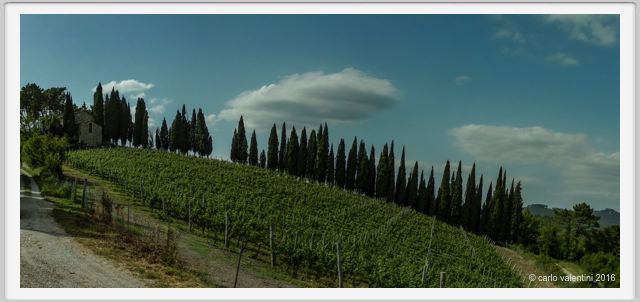 tenuta_di_arceno1345