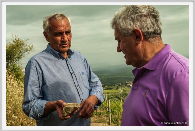 tenuta_di_arceno1473