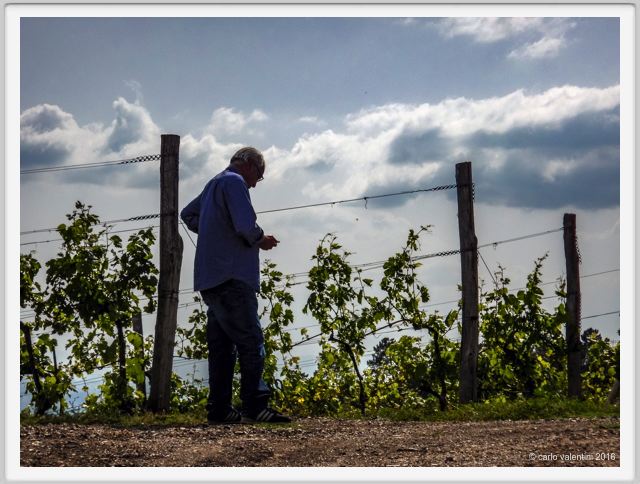 tenuta_di_arceno1347