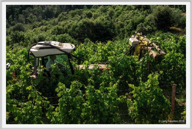 tenuta_di_arceno1823