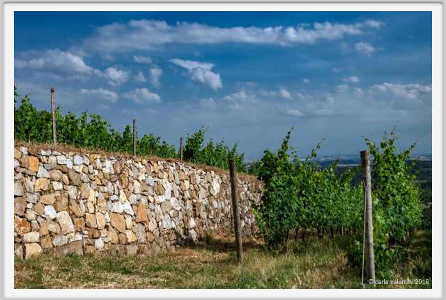 tenuta_di_arceno1826