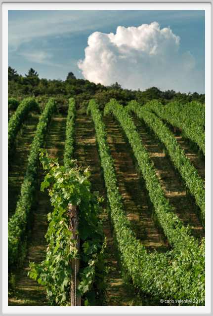 tenuta_di_arceno1833