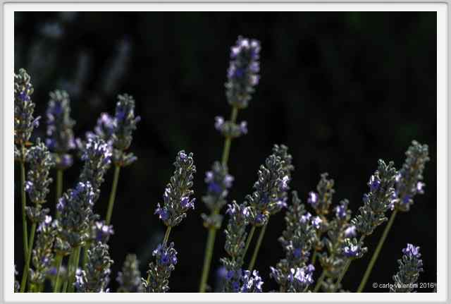 lavanda012