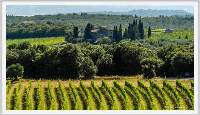 tenuta_di_arceno1855