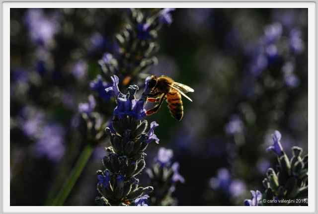 tenuta_di_arceno1868