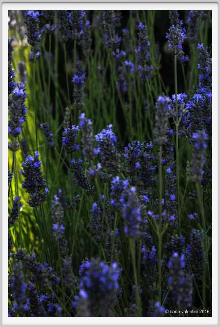 tenuta_di_arceno1871