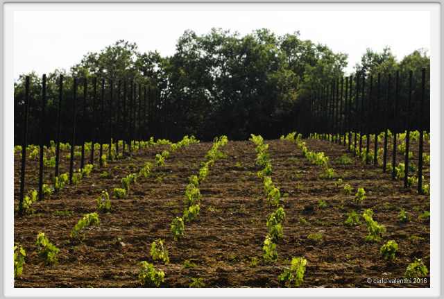 tenuta_di_arceno1876