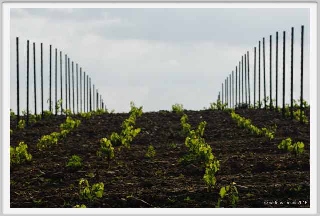 tenuta_di_arceno1878