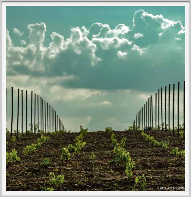 tenuta_di_arceno1879