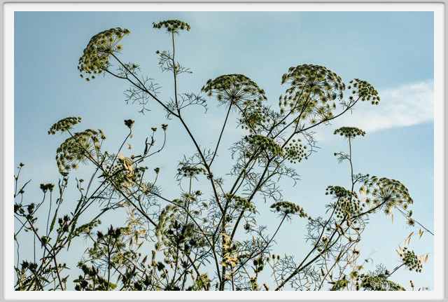 tenuta_di_arceno1882