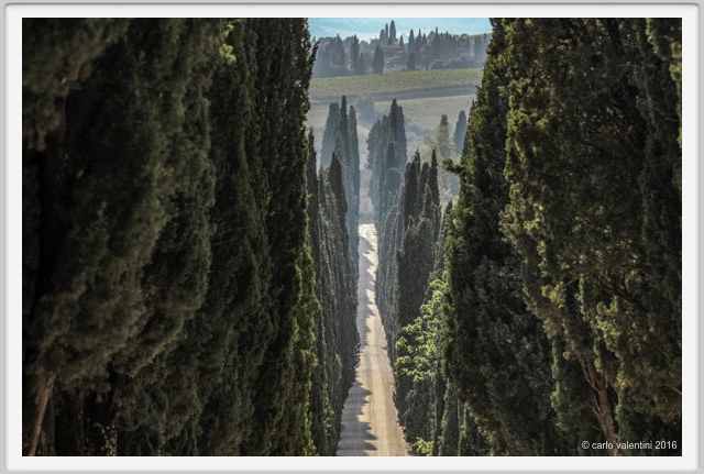tenuta_di_arceno1888