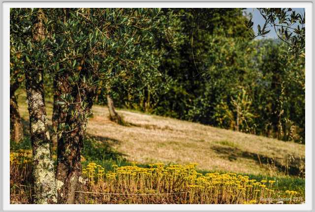 tenuta_di_arceno1893