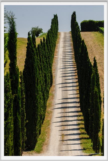 tenuta_di_arceno1741