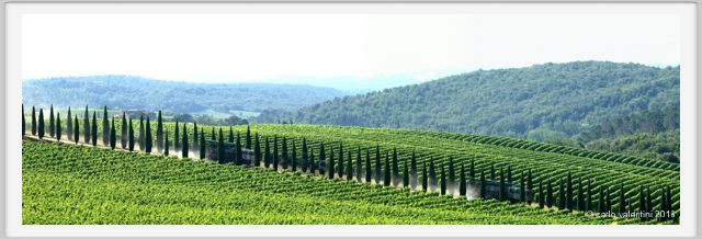 tenuta_di_arceno1747