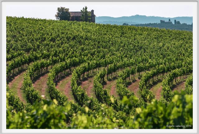 tenuta_di_arceno1748