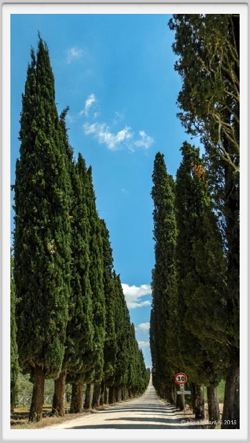 tenuta_di_arceno1751