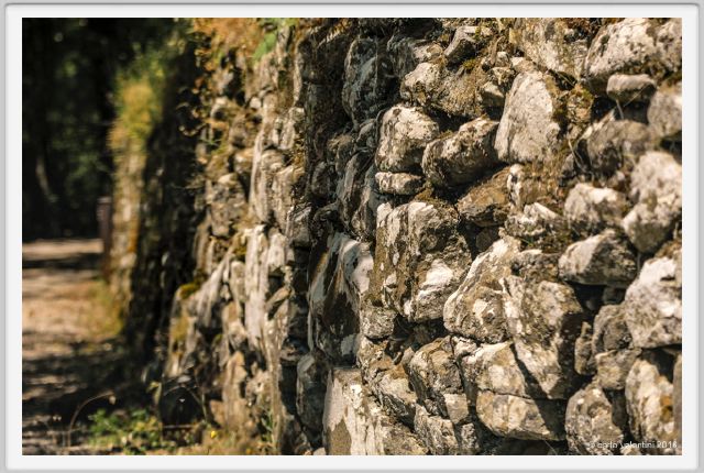 tenuta_di_arceno1731