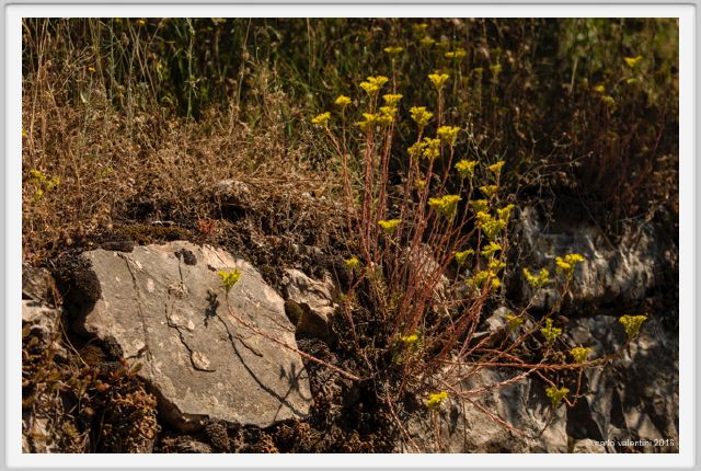 tenuta_di_arceno1766