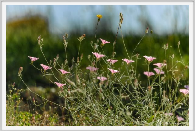 tenuta_di_arceno1767