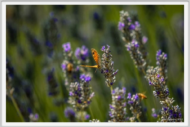 tenuta_di_arceno1732