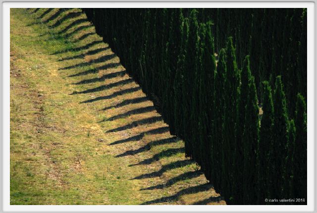 tenuta_di_arceno1774