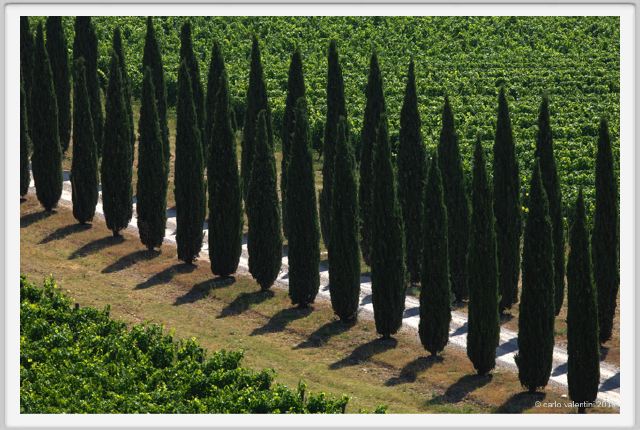 tenuta_di_arceno1776