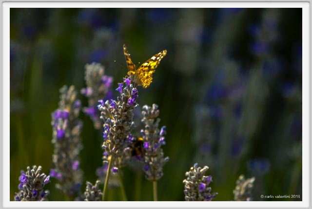 tenuta_di_arceno1733